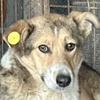 Karimo R Valcea